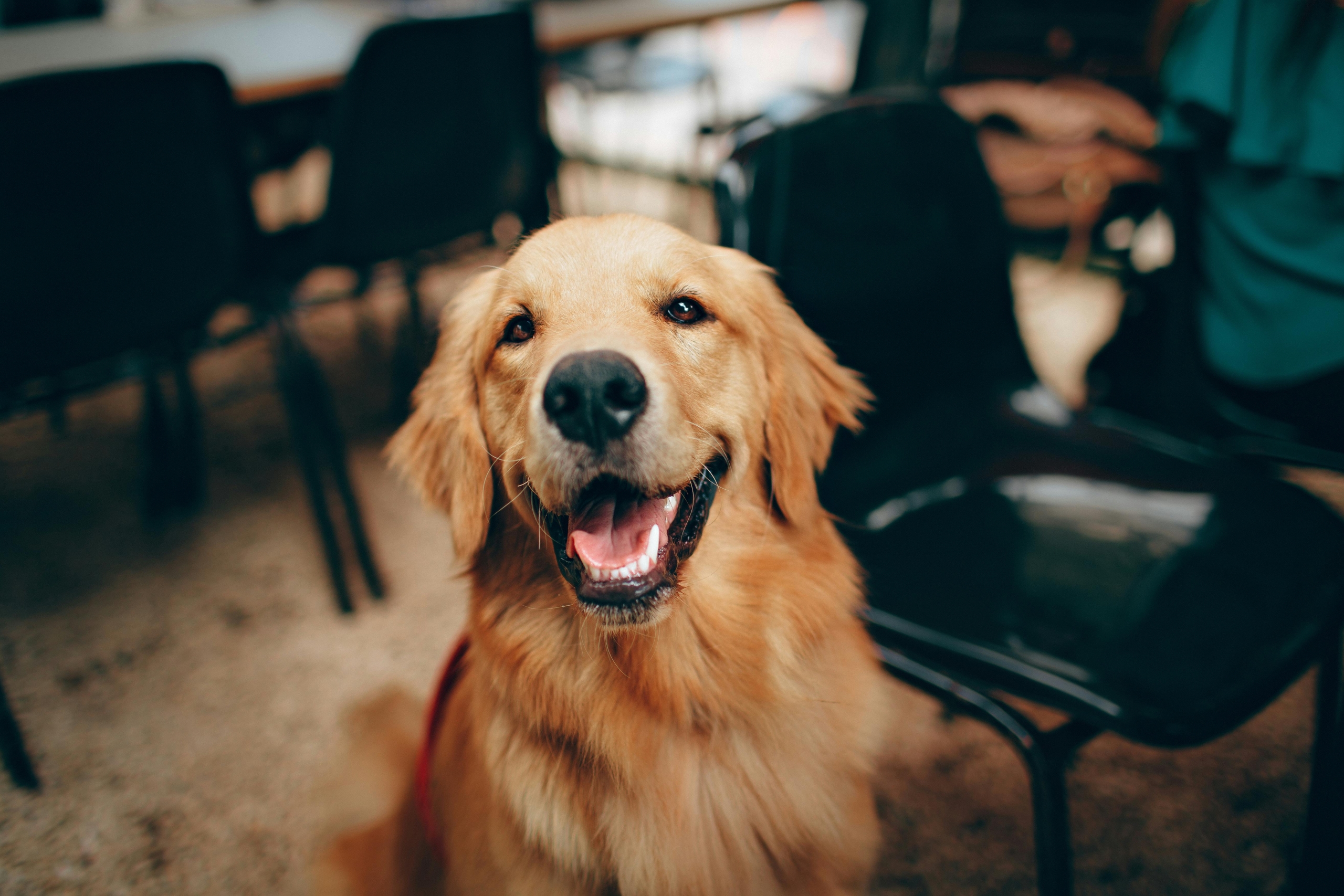 https://www.pexels.com/photo/short-coated-tan-dog-2253275/